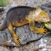 iguana_land_spz_h_0084_ecu1781.jpg